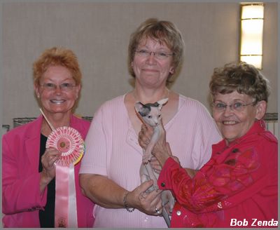 Highest scoring Sphynx Kitten